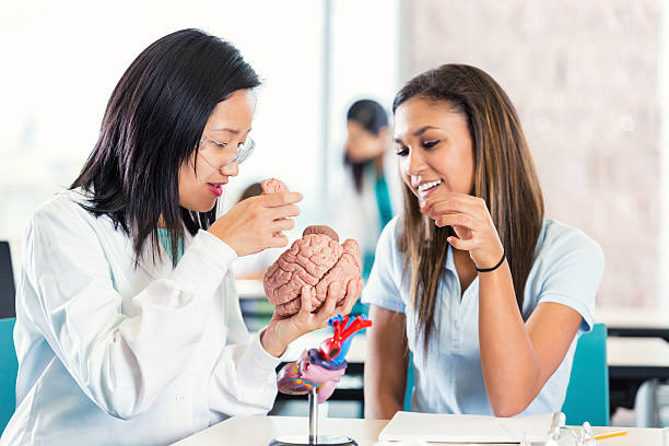 istock Asian teacher helpign high school student with anatomy project 499881792