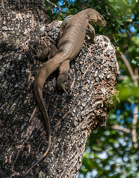istock Water Monitor , Sri Lanka 499882010