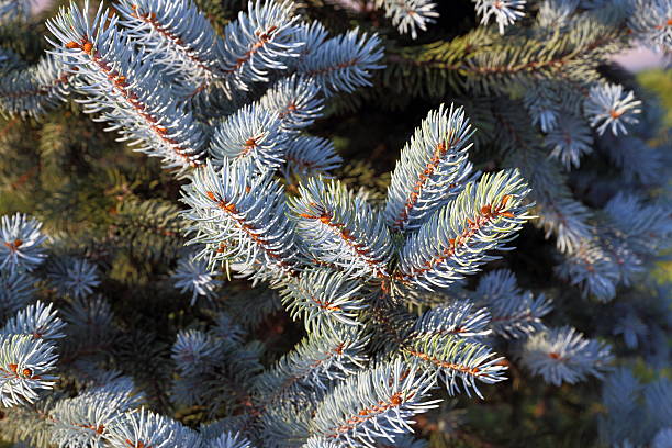 agujas de picea azul - spruce tree colorado blue blue spruce fotografías e imágenes de stock