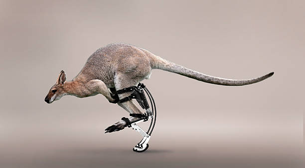 Kangaroo and the Jollyjumper.