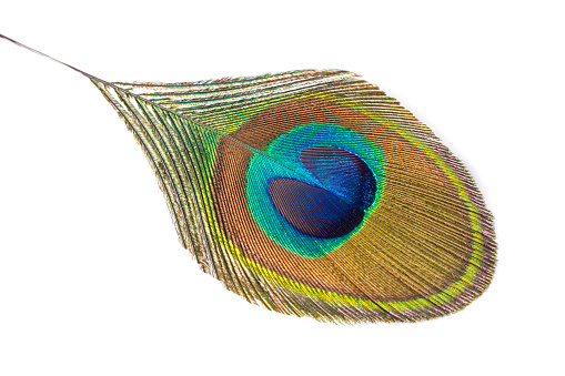 Peafowl feather features