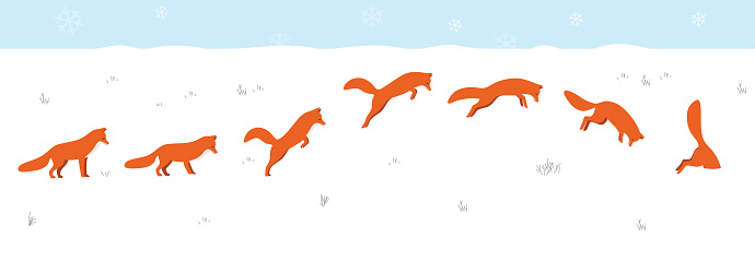 red fox jumping and hunting on the snow