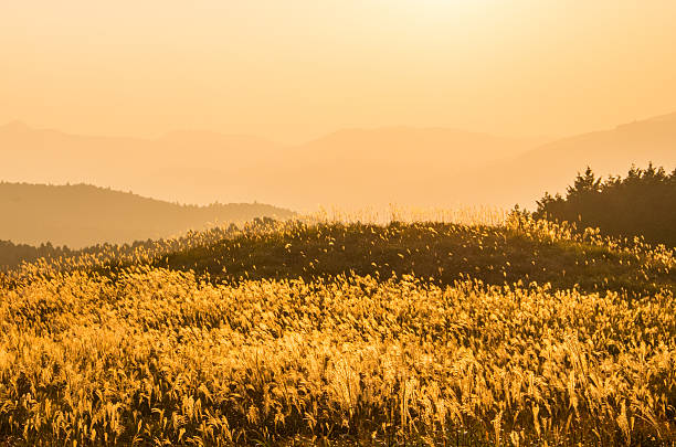silvergrass ソニ高原で、旅行業、日本の奈良 - plateau ストックフォトと画像