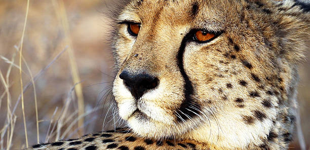 istock South Africa: Cheetah near the Karongwe River 499887052