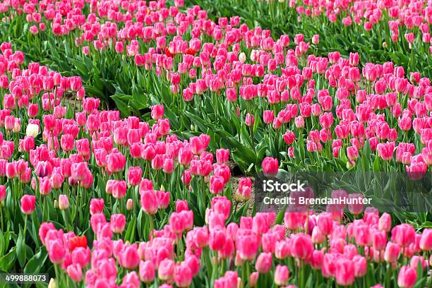 Tiefes Rosa Stockfoto und mehr Bilder von Agrarbetrieb - Agrarbetrieb, Agrarland, Blume