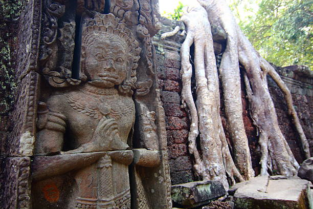Giant tree covering the stones, Ta Prohm, Cambodia. stock photo