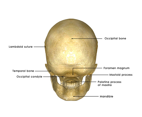 The human skull is a bony structure, the head in the skeleton, which supports the structures of the face and forms a cavity for the brain.