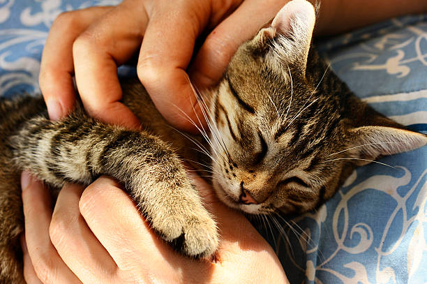 istock Tabby Cat in the hands of owner. 499889063