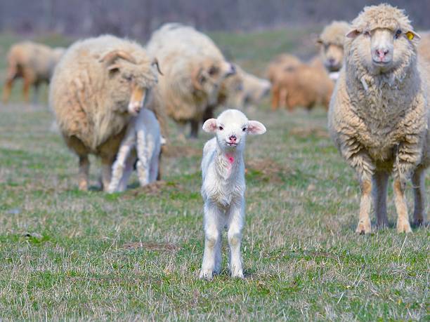 istock Little lamb and her mother 499889567