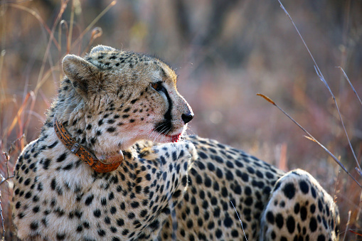 A Cheetah (Acinonyx jubatus) looks for other predators that would steal it's kill, an impala, near the Karongwe River in Kruger National Park in South Africa. It is wearing a tracking collar as part of a study by Queen's University (Belfast) and North Carolina State University.