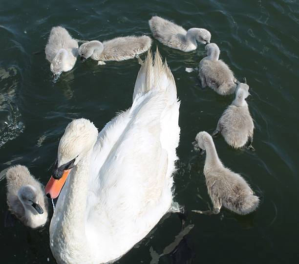 istock Mute Swan with Cygnets 499889847