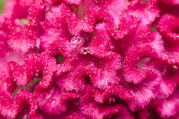 istock Celosia or Wool flowers or Cockscomb flower 499891167