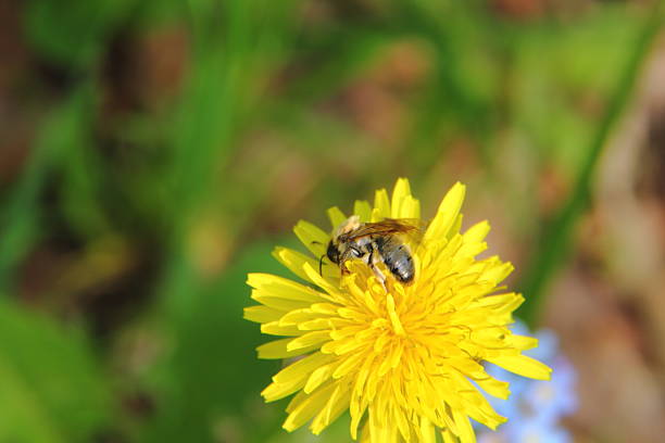 ハナバチます。 たんぽぽます。 - bee honey bee single flower honey ストックフォトと画像