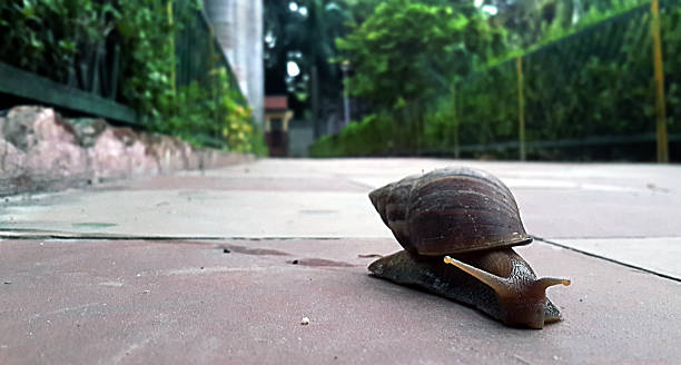 garden snail on the trails stock photo