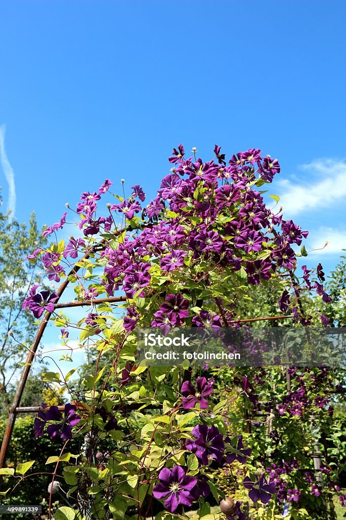 Waldrebe Blumen wachsenden über garden arch - Lizenzfrei Biegung Stock-Foto
