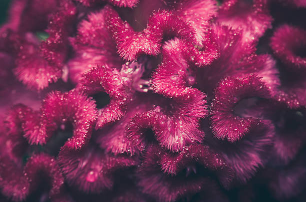 istock Celosia or Wool flowers or Cockscomb flower vintage 499891391