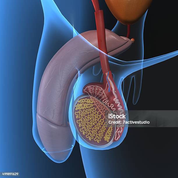 Male Reproductive System Stock Photo - Download Image Now - Testis, Anatomy, Penis