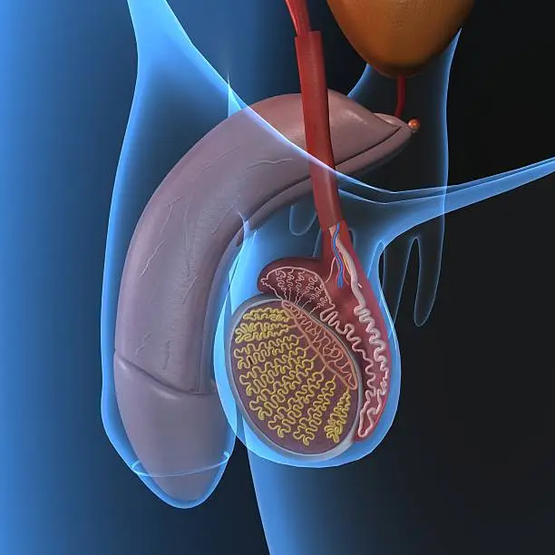 The human male reproductive system consists of a number of sex organs that form a part of the human reproductive process. In this type of reproductive system, these sex organs are located outside the body, around the pelvic region.