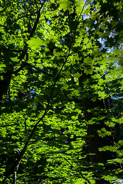 istock North Cascades National Park - July 2011 499892385