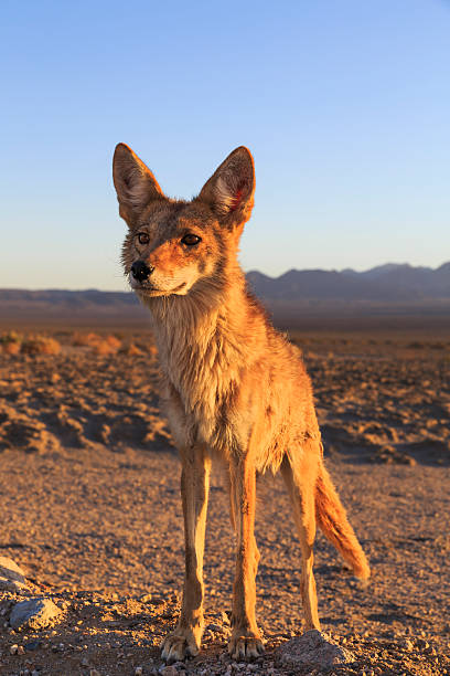 istock Lone Coyote hunting 499892491