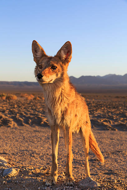 lone койот охота - coyote desert outdoors day стоковые фото и изображения