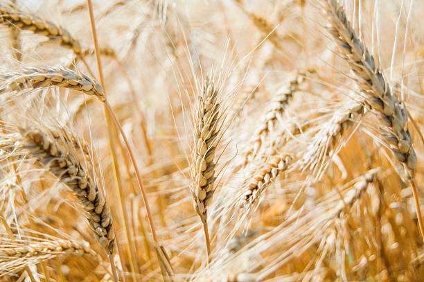 Ears of wheat stock photo