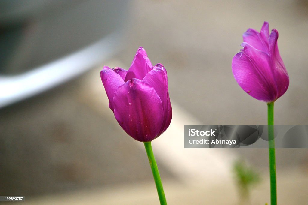 TULIPE violet - Photo de Horizontal libre de droits