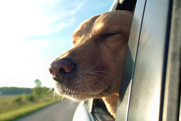 istock Dog on a road trip 499893779