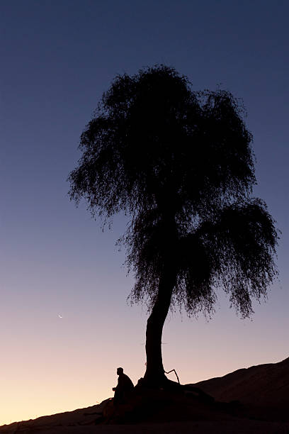 silhouette von einem mann sitzt allein unter einem baum - contemplation silhouette tree men stock-fotos und bilder