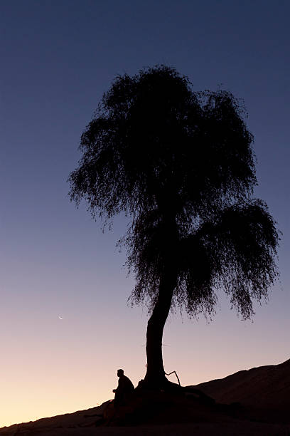 silhueta de um homem sentado sozinho sob uma árvore - contemplation silhouette tree men imagens e fotografias de stock