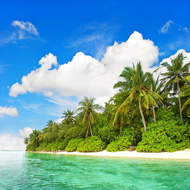 istock tropical island beach. green palm trees and blue sky 499894377