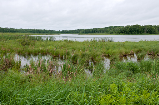 Marshes and forests surrounding Rice Lake in wildlife management area of Breezy Point Minnesota