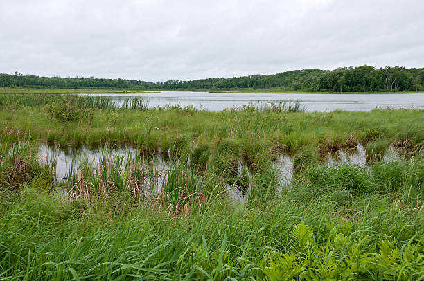 Rice Lake Marshes and Woods at Breezy Point stock photo