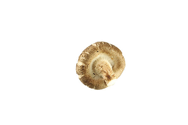 istock shiitake mushrooms of isolated. 499894701