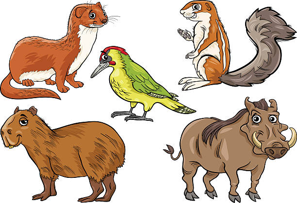 wild animals set cartoon illustration Cartoon Illustration of Funny Wild Animals Characters Set african ground squirrel stock illustrations