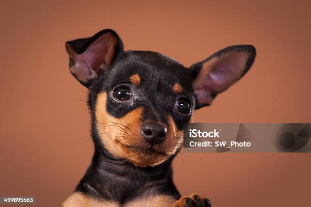 Miniature Pinscher Stock Photo - Download Image Now - Cub, Dog, Miniature Pinscher