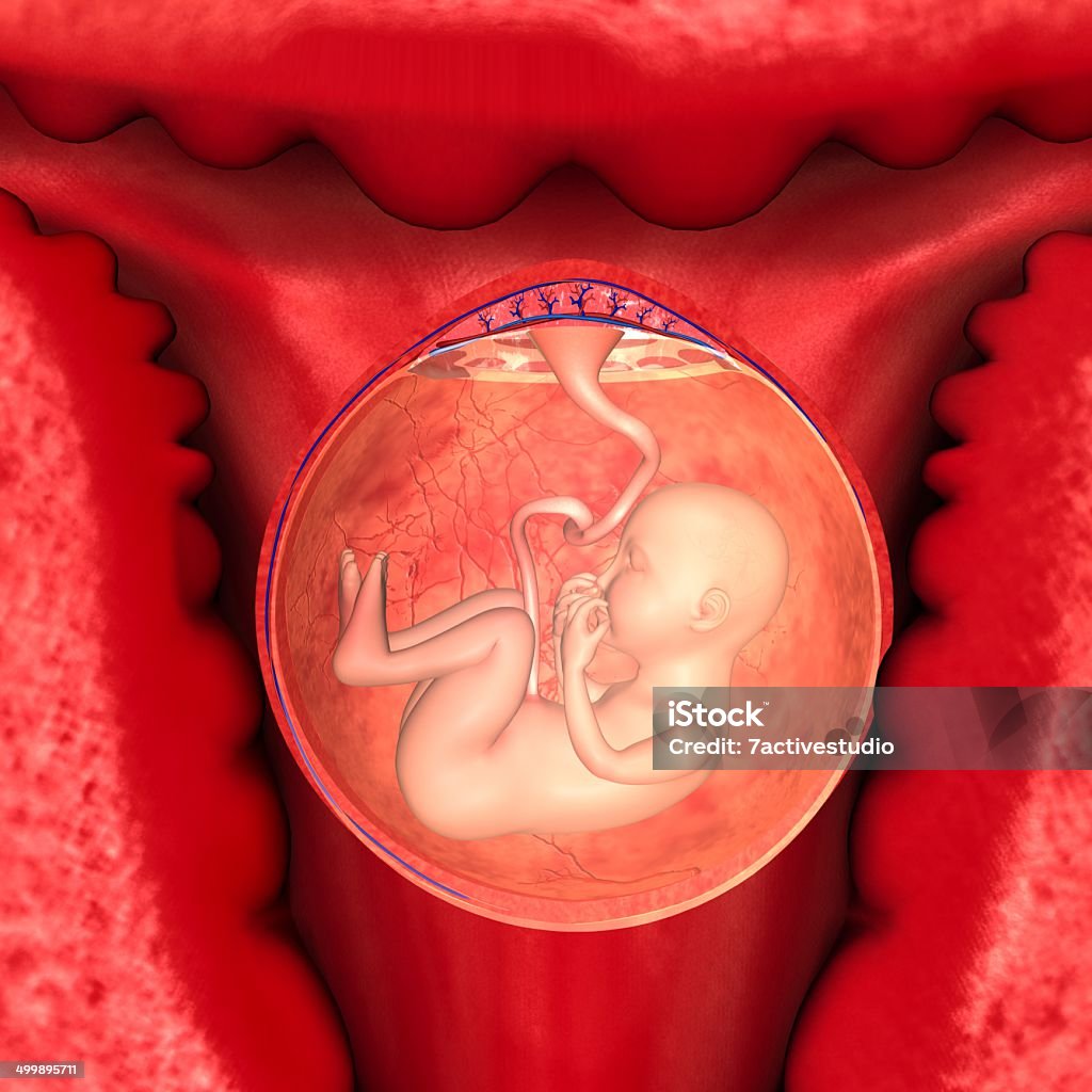 Female reproductive system The human female reproductive system (or female genital system) contains two main parts: the uterus, which hosts the developing fetus, produces vaginal and uterine secretions, and passes the male's sperm through to the fallopian tubes; and the ovaries, which produce the female's egg cells. Anatomy Stock Photo