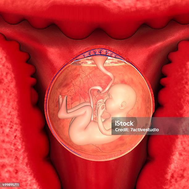 Female Reproductive System Stock Photo - Download Image Now - Anatomy, Biology, Diagram