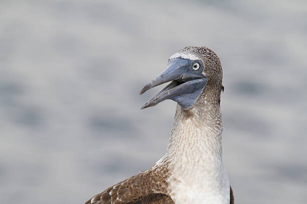 sula piediazzurri (sula nebouxii) - galapagos islands bird booby ecuador foto e immagini stock