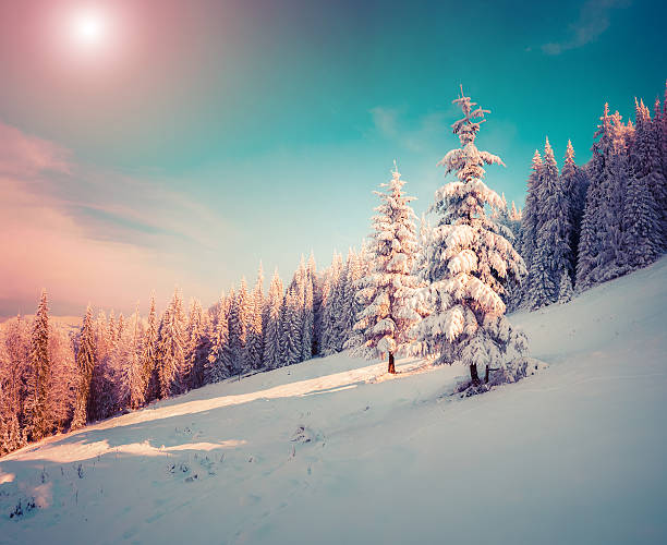 istock Colorful winter sunrise in the mountain forest. 499900048