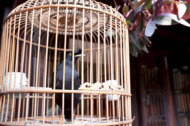 Black Myna Bird in A Traditional Chinese Bamboo Cage
