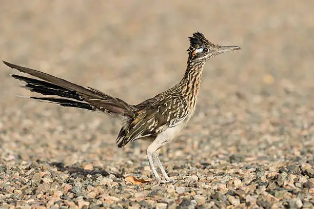 a cute greater roadrunner in arizona