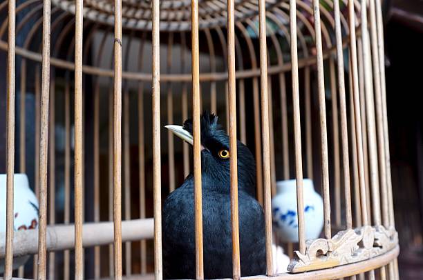 Black Myna Bird in A Traditional Chinese Bamboo Cage