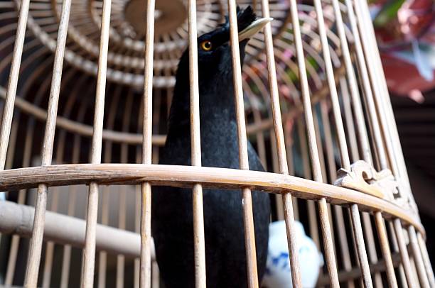 Black Myna Bird in A Traditional Chinese Bamboo Cage