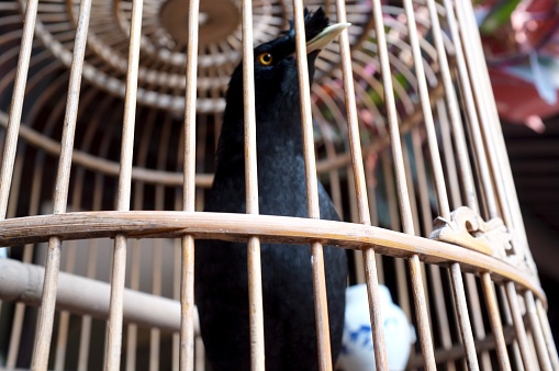 Black Myna Bird in A Traditional Chinese Bamboo Cage