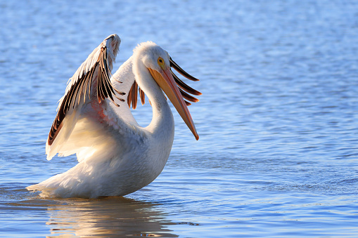 An American white pelican stretching its wings