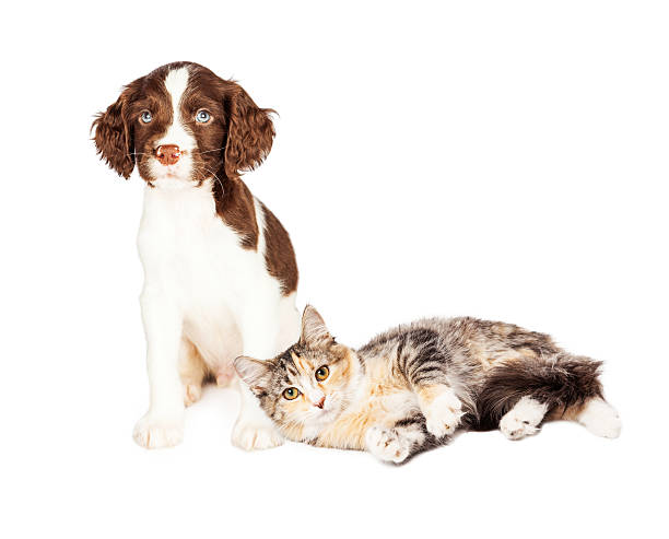 istock Puppy Sitting Kitten Laying With Copy Space 499901574