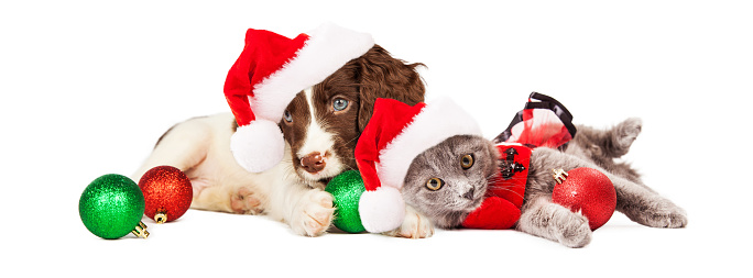 Cute little puppy and kitten wearing Christmas outfits and Santa Claus hats laying together