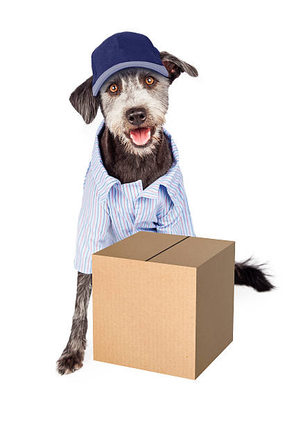 istock Happy Dog Delivering Package 499901746