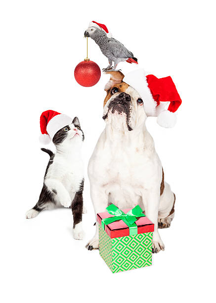 istock Funny Cat Dog and Bird Christmas Composite 499901928